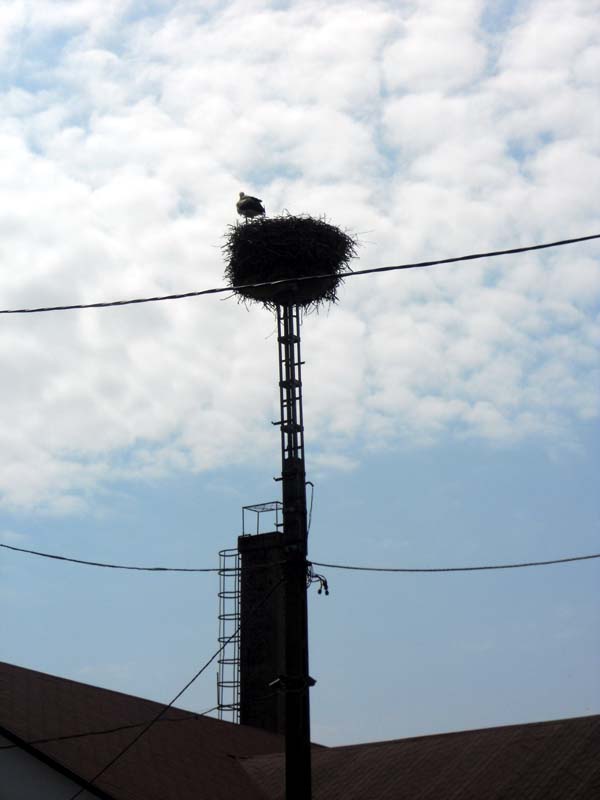 Hungary Bird nest.jpg